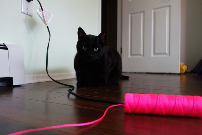 Boo kitten was a pain in the butt during this process.