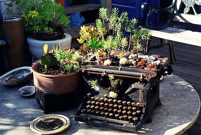 With succulents or seeds, an antique typewriter becomes a unique garden display. 