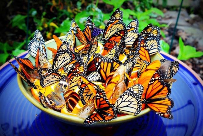 Attract beautiful butterflies to your garden with a special feeder.