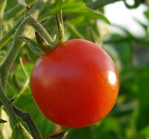 Tomates