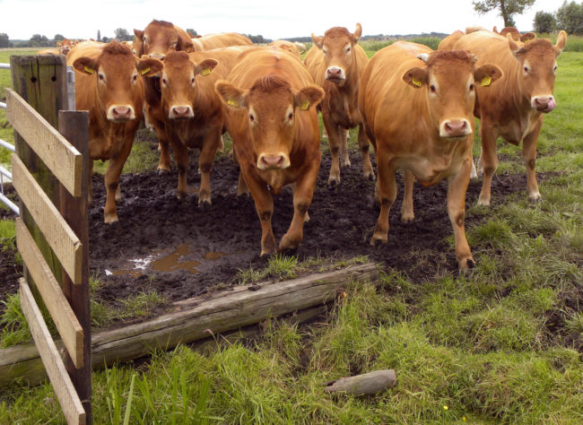 Even after informing them that any variety of milk is simple white cow’s milk with added flavorings, much of America was still left perplexed, because obviously.