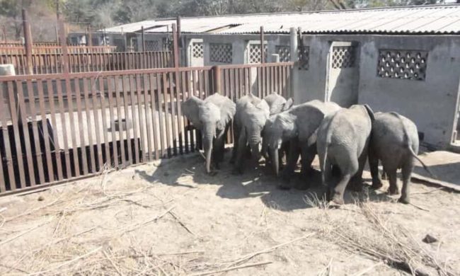 According to the Guardian, most of the animals exported to China are poached from the Hwange National Park and the entire process is kept secret.