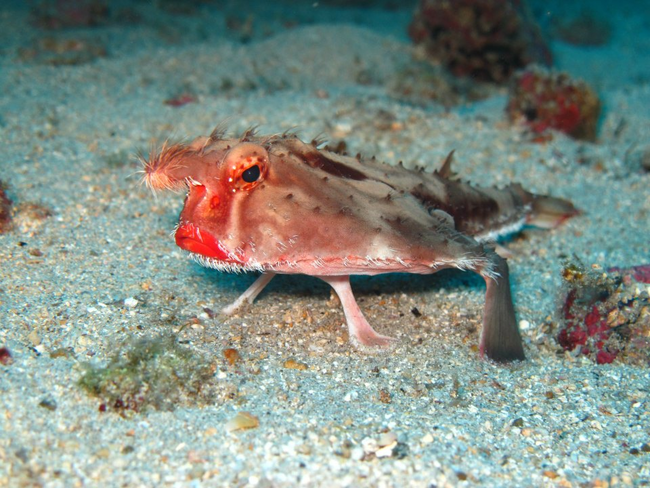 Red-Lipped Batfish