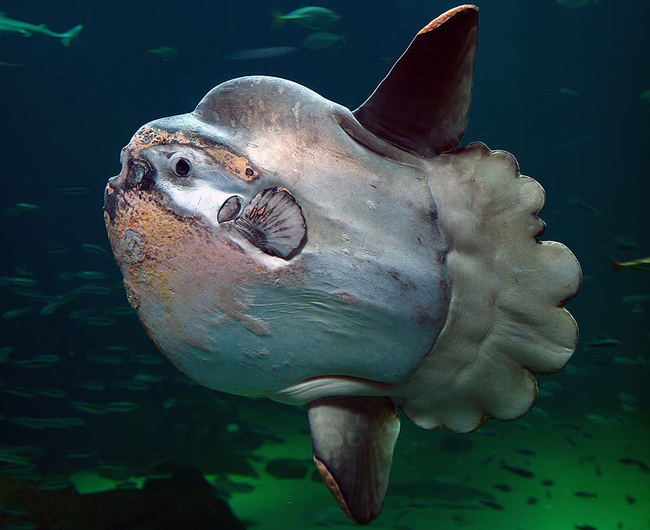 Mola Mola