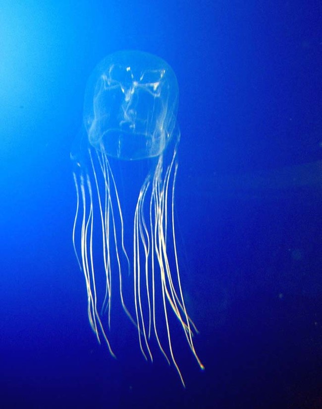 Box Jellyfish.