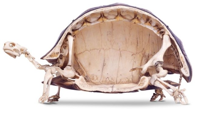 this-is-what-a-turtle-looks-like-on-the-inside-it-s-not-what-you-think