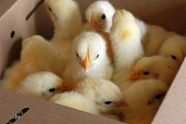 Malaysian singer Zee Avi decided to create "Lima Anak Ayam," a lullaby about dying baby chicks.