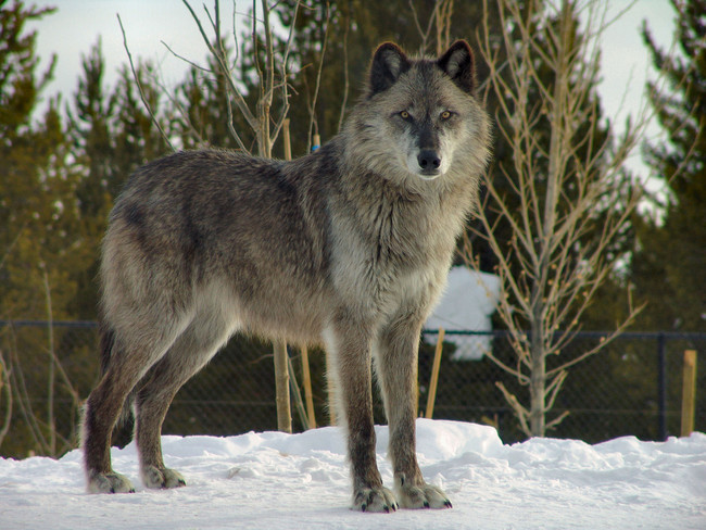 "Duermete Mi Niño" is a Spanish lullaby in which a wolf-like creature is said to torture and eat children.