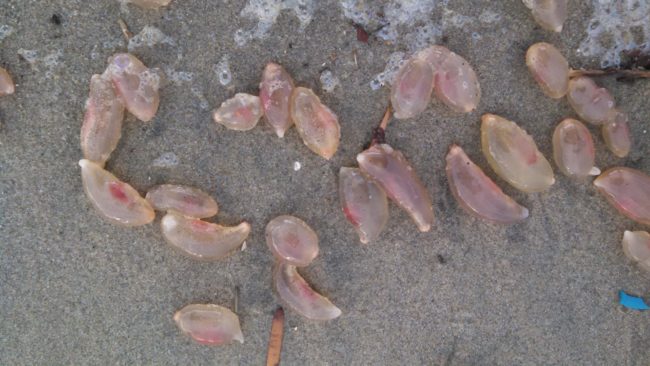 A local lifeguard told The Orange County Register that the area has also seen an influx of stingrays. "There's all kinds of weird things happening," he said.