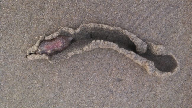 Many are dead, but some continue to slither and burrow once they reach shore.