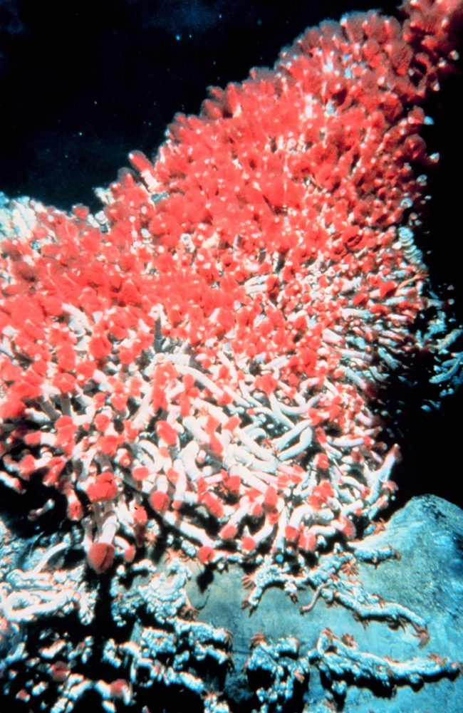 Finally, a nice piece of coral. SIKE! Those are tuber worms of death.