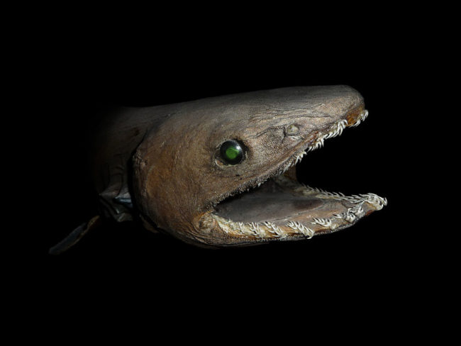 Of course, there are also sharks in the deep sea. This one has nice green eyes....and flat teeth that are perfect for stripping a victim's flesh. 