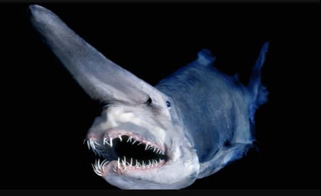 This shark, on the other hand, really needed braces, but his family couldn't afford them. His needle-like chompers still get the job done, though.