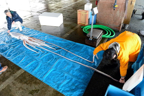 Others are caught by fishermen. I would never let this thing on my boat! 