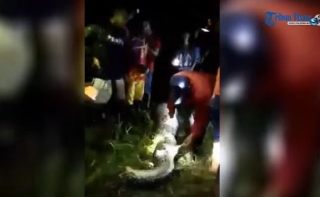So 25-year-old Akbar Salubiro probably never even saw the python that killed him before it struck. Friends and family reported him missing when he failed to return from harvesting palm oil. While looking for clues, a search party came across a 23-foot-long python.