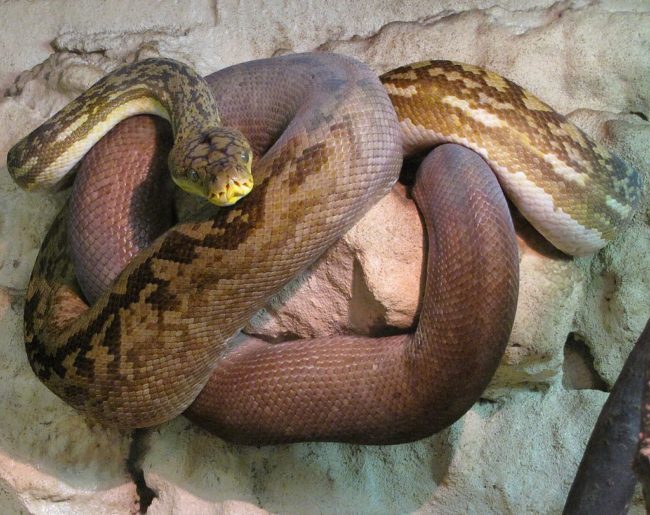 Pythons are ambush predators, meaning that they strike suddenly from a camouflaged position. After grasping prey with their sharp teeth, they squeeze their victim to death before swallowing it whole.