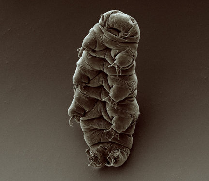 They're smaller than a millimeter and live in water or water film on plants. As long as there's water on Earth, they'll survive.