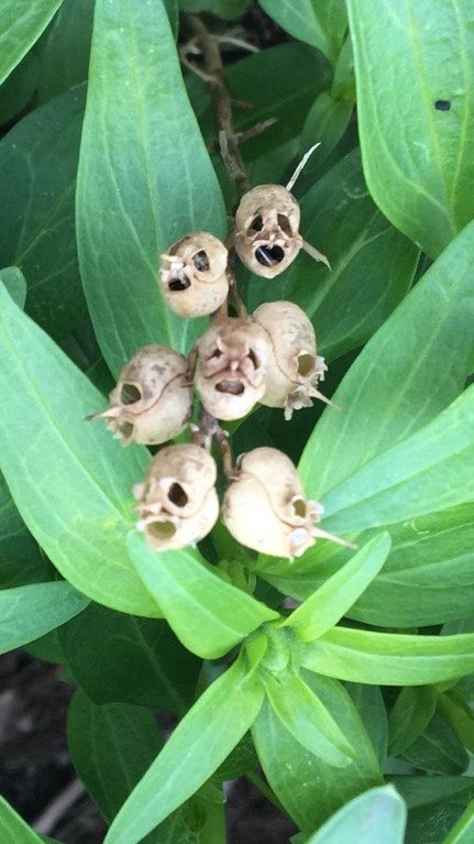 Dried Flower Looks Like Skull