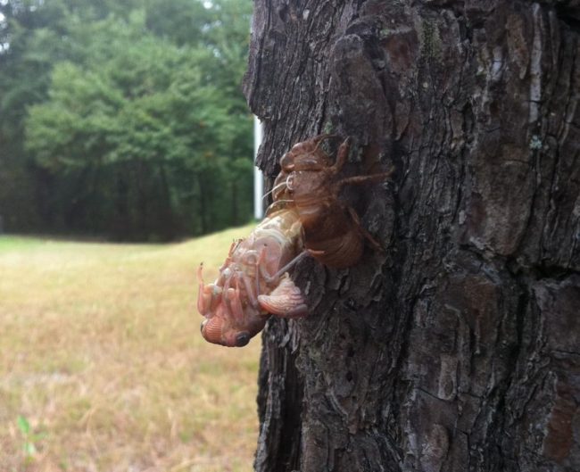"Was about to show my kids that cicada shells aren't gross and scary when..."