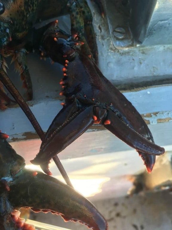 "My cousin caught a lobster with double pinchers. Both claws work."