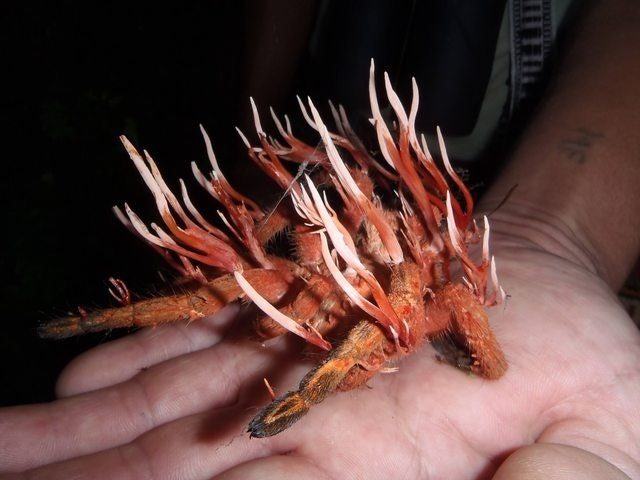 What you're looking at is a spider that's been taken over by Cordyceps, a parasitic fungus that attacks insects (and arachnids) and eventually replaces the host tissue. When its spores burst, any nearby insects will also be infected.