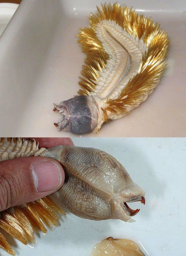 This delightful critter is a giant sea worm called Eulagisca gigantea.
