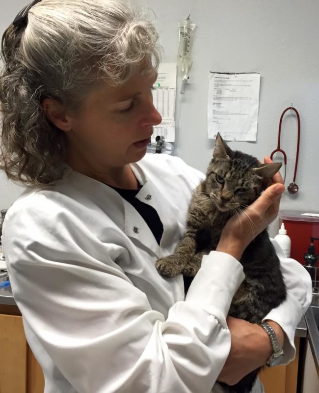 "It appears someone intentionally put a firework in her mouth," the shelter wrote of the cat they named Cinderella.