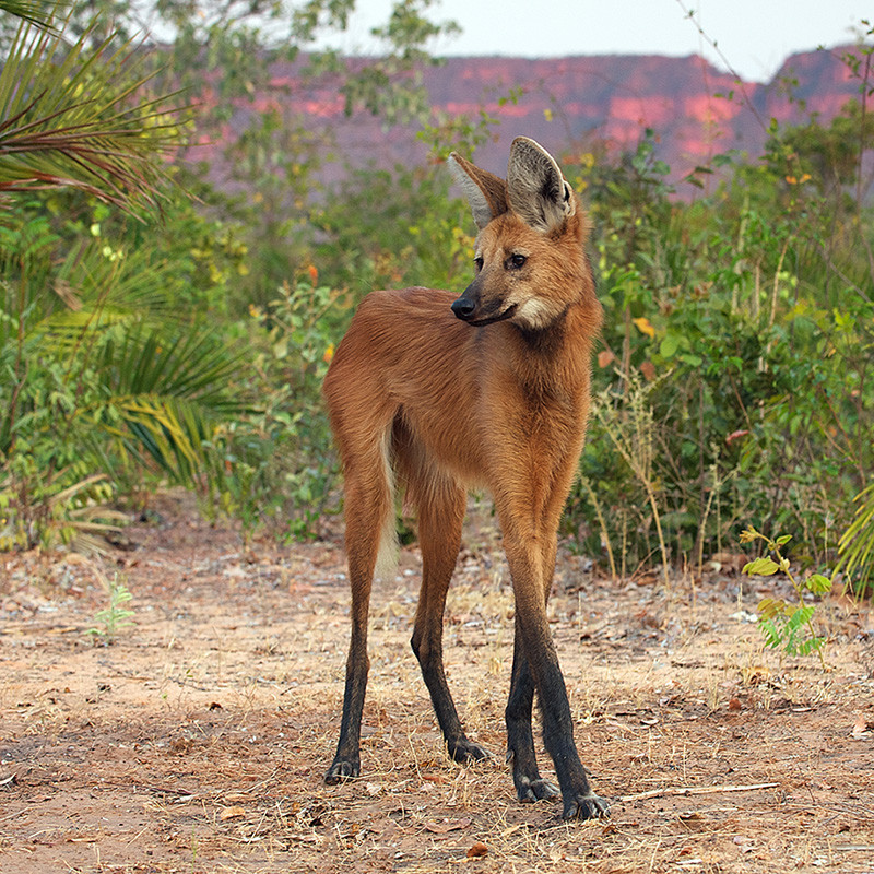 here-are-22-animals-you-didn-t-know-exist-a-couple-will-haunt-my
