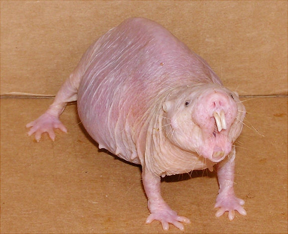 6. The Naked Mole Rat. This creature has a lot of characteristics that make it very important to human beings.For one it is resistant to cancer.They also live up to 28 years, which is unheard of in mammals of its size.It seemingly does not age much in those 28 years either.It remains “young, healthy and fully fertile for almost all its days, which for an elderly animal is equivalent to an 80-year-old woman having the biological make-up of someone 50 years younger.”The naked mole rat is used in both cancer research and the study of aging.Not only making it a bizarre creature, but an incredibly important creature as well.