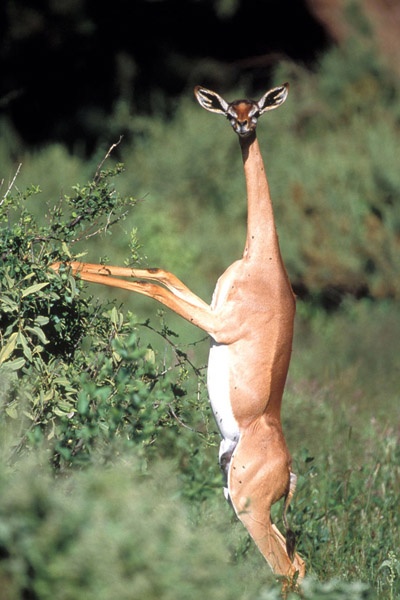 5. The gerenuk, also known as the Waller's gazelle, is a long-necked species of antelope found in dry thorn bush scrub and desert in Eastern Africa. The word gerenuk comes from the Somali language, meaning "giraffe-necked".Gerenuks have a relatively small head for their body, but their eyes and ears are proportionately large.Gerenuks seldom graze but browse on prickly bushes and trees, such as acacias. They can reach higher branches and twigs than other gazelles and antelope by standing erect on their rear legs and stretching their elongated necks.