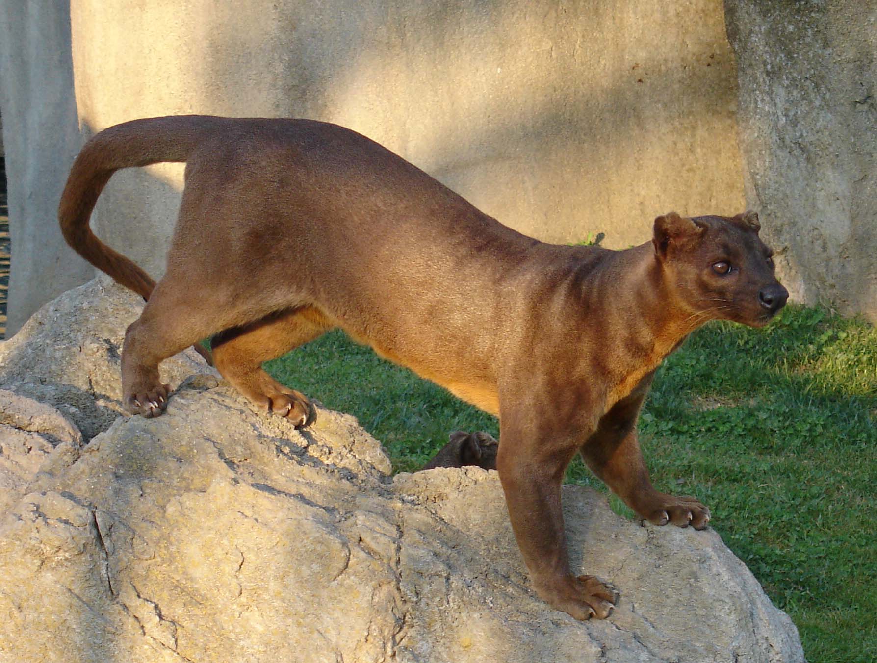 4. The fossa is a cat-like, carnivorous mammal that is endemic to Madagascar.The fossa is the largest mammalian carnivore on the island of Madagascar and has been compared to a small cougar.It has semi-retractable claws and flexible ankles that allow it to climb up and down trees head-first, and also support jumping from tree to tree.