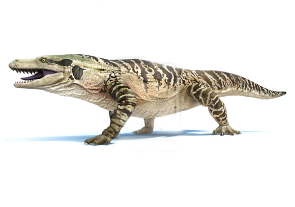 25.)Megalania:也被称为巨型裂土蜥蜴,它以哺乳动物,蛇,其他爬行动物和鸟类的饮食为食。 现代亲戚将是居住在印度尼西亚弗洛雷斯群岛的科莫多巨蜥。