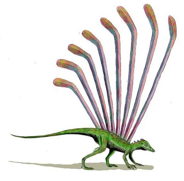 24.)Longisquama:这种生物被称为第一个能够滑翔或降落伞的龙。 它以其背面的一对鳞片而闻名,而前面的鳞片类似于羽毛。