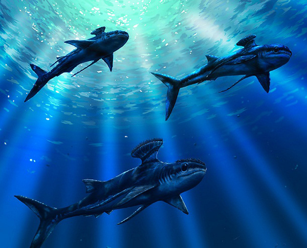 8.)Stethacanthus:一种灭绝的史前鲨鱼,它们长到6英尺长,而雄性的回头怪又长了。