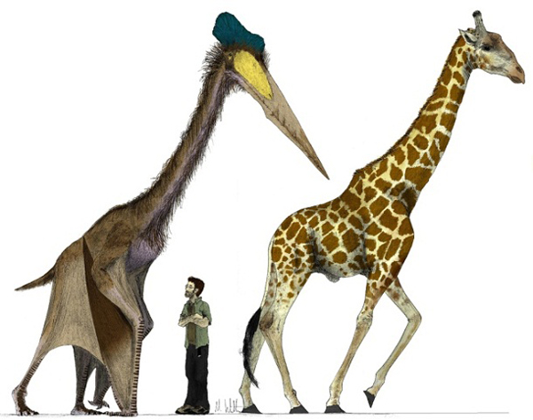 6.)Quetzalcoatlus:这是天空中最大的翼龙,因为它是一头常见的非洲长颈鹿。 它的翼展为30整英尺。