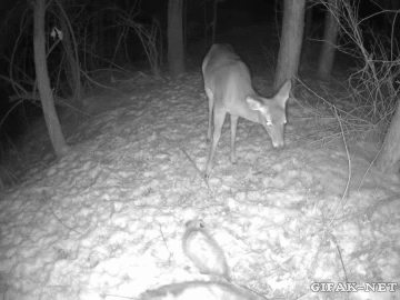 27.) You also can't trust possums.