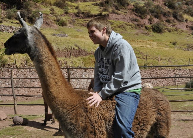 Llama - United States, Ecuador, Peru, Argentina