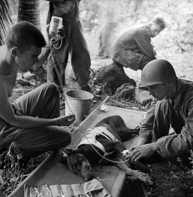 American soldiers treat an injured dog during WWII, 1944.
