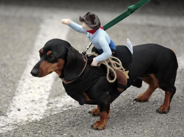 Dachshund is German for "Badger dog," which points to their history as badger hunters.