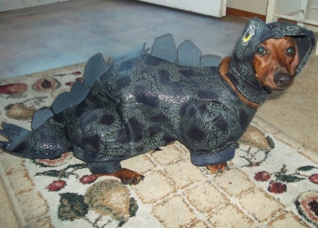 Dachshunds are one of the most popular breeds in America.