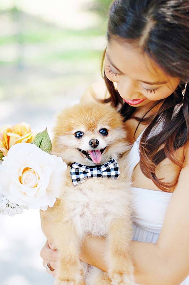 12.) Your dog will look dapper in a doggie bow-tie.