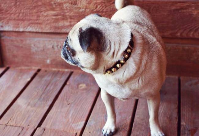 2.) Whip up an edgy studded dog collar.