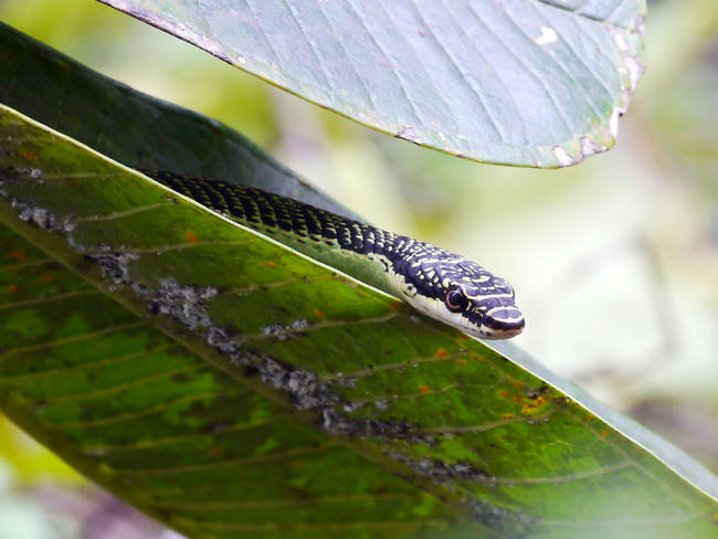 There is such a thing as a "flying snake." They're able to glide in air for up to 330 feet and can even make turns and change direction midair.