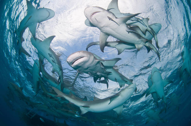 But don't worry, you're more likely to be killed by a bee than a shark.