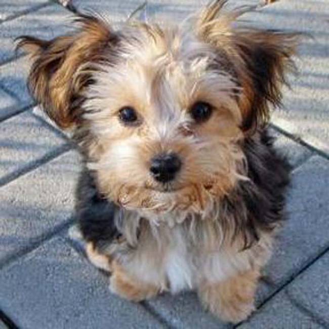 Yorkiepoo