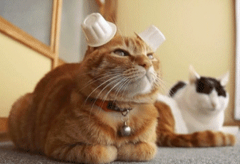 These 20 Hilarious Animal GIFs Will Make You LOL All Day Long ViralNova These 20 Hilarious Animal GIFs Will Make You LOL All Day Long ViralNova