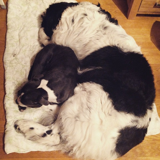 Landseer
