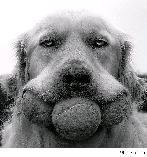 22 Hilarious Dog Faces That’ll Have You Laughing ‘Til You Can’t Breathe ...