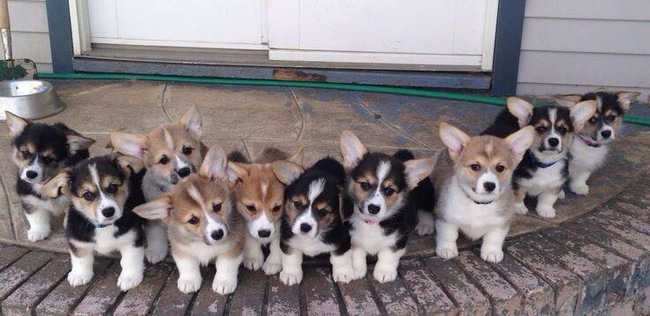 Too many cuties in one photo.
