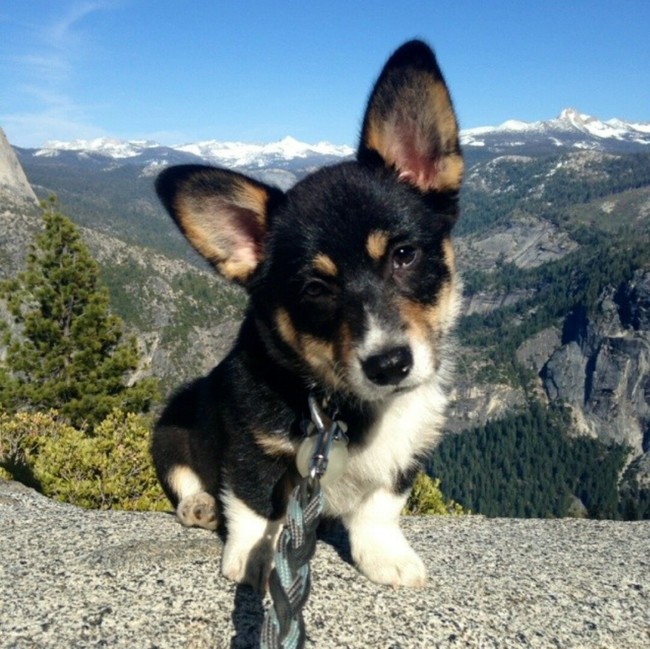 Even with their tiny, little legs, they can climb mountains with the best of 'em.